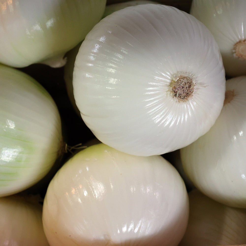 Gladstone Onion Seeds