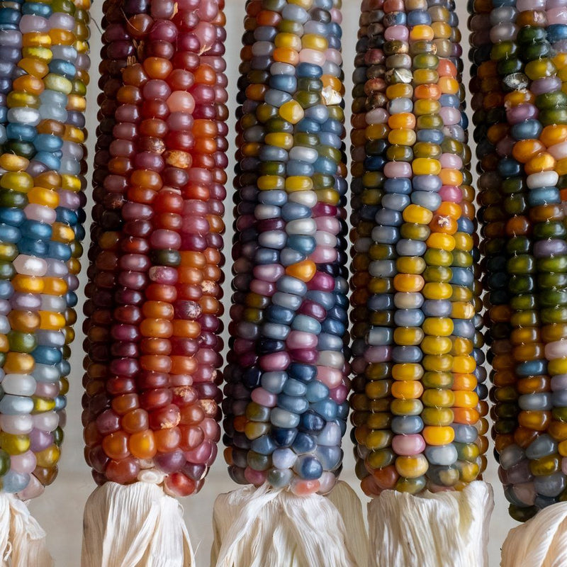 garden gem seeds Glass Gem Flint Corn Seeds