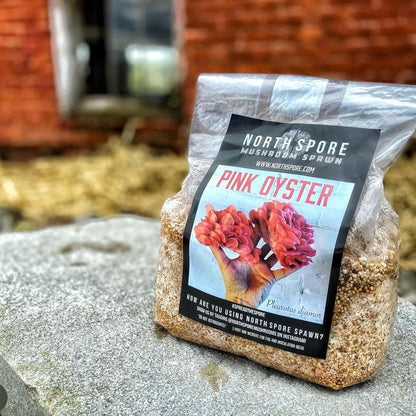 Organic Pink Oyster Mushroom Sawdust Spawn