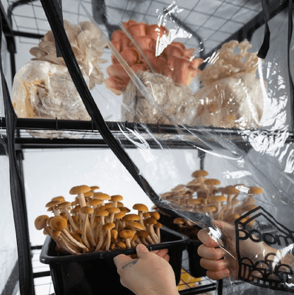 'BoomRoom II' Automated Martha Tent Mushroom Grow Kit