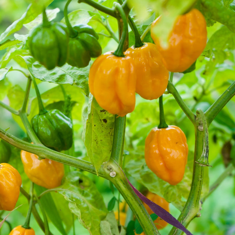 habanero seed planting Habanero Chile Pepper Organic Seeds