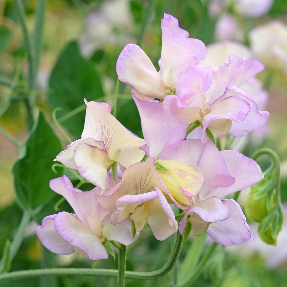 High Scent Sweet Pea Seeds