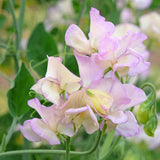 High Scent Sweet Pea Seeds
