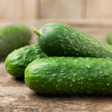 Hokus Gherkin Cucumber Seeds