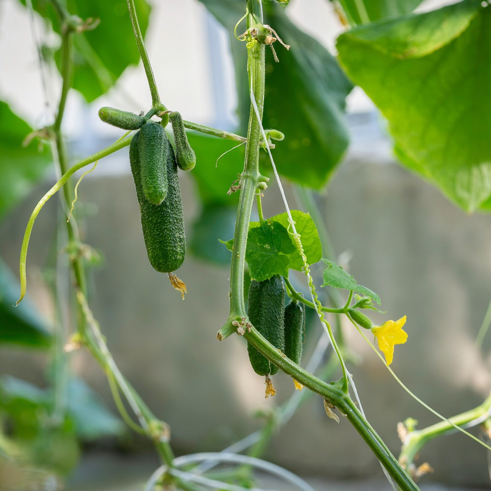 Homemade Pickles Cucumber Seeds