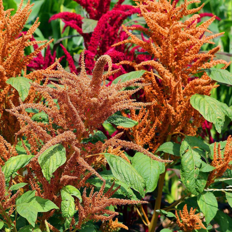 amaranth flower seeds Hot Biscuits Amaranth Seeds