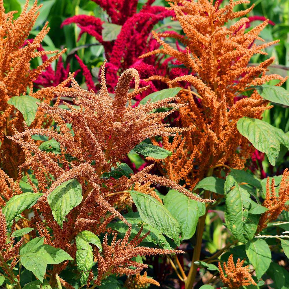 Hot Biscuits Amaranth Seeds