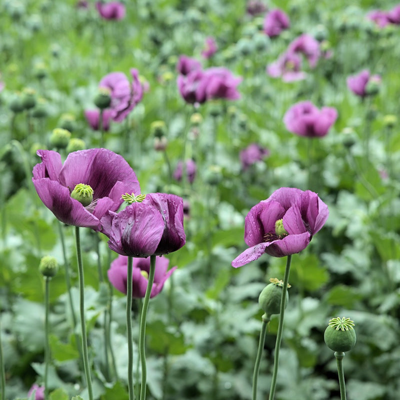 poppy seeds plants Hungarian Blue Bread Seed Poppy Seeds