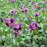 Hungarian Blue Bread Seed Poppy Seeds