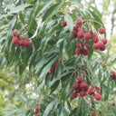 Brewster Lychee Tree