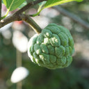 A ripe green Sugar Apple (Sweetsop) fruit with a distinctive knobby, segmented outer rind hanging from a leafy tree branch in bright sunlight.