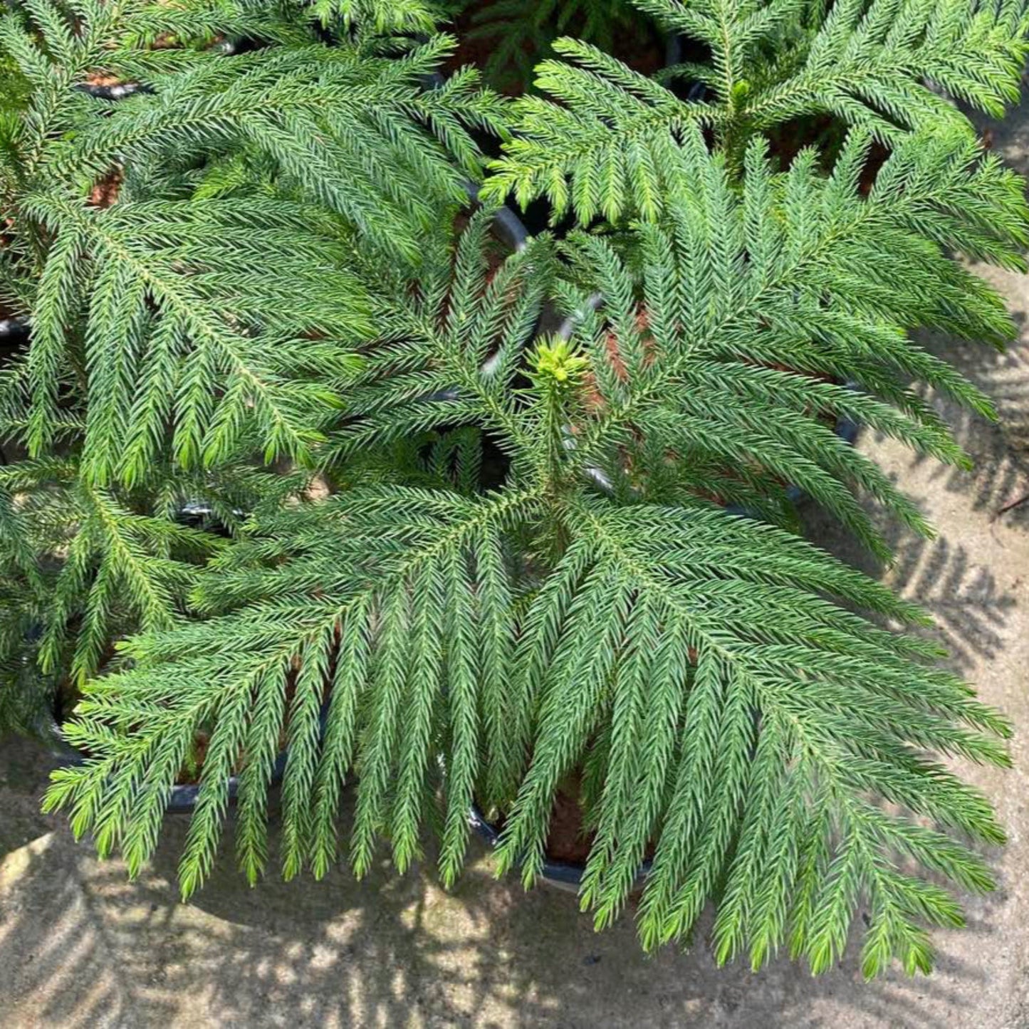 Norfolk Island Pine