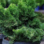 Dwarf Hinoki Cypress