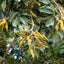 Ice Cream Bean Tree