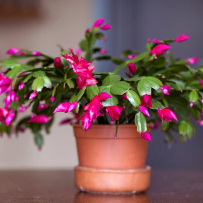 Holiday Cactus