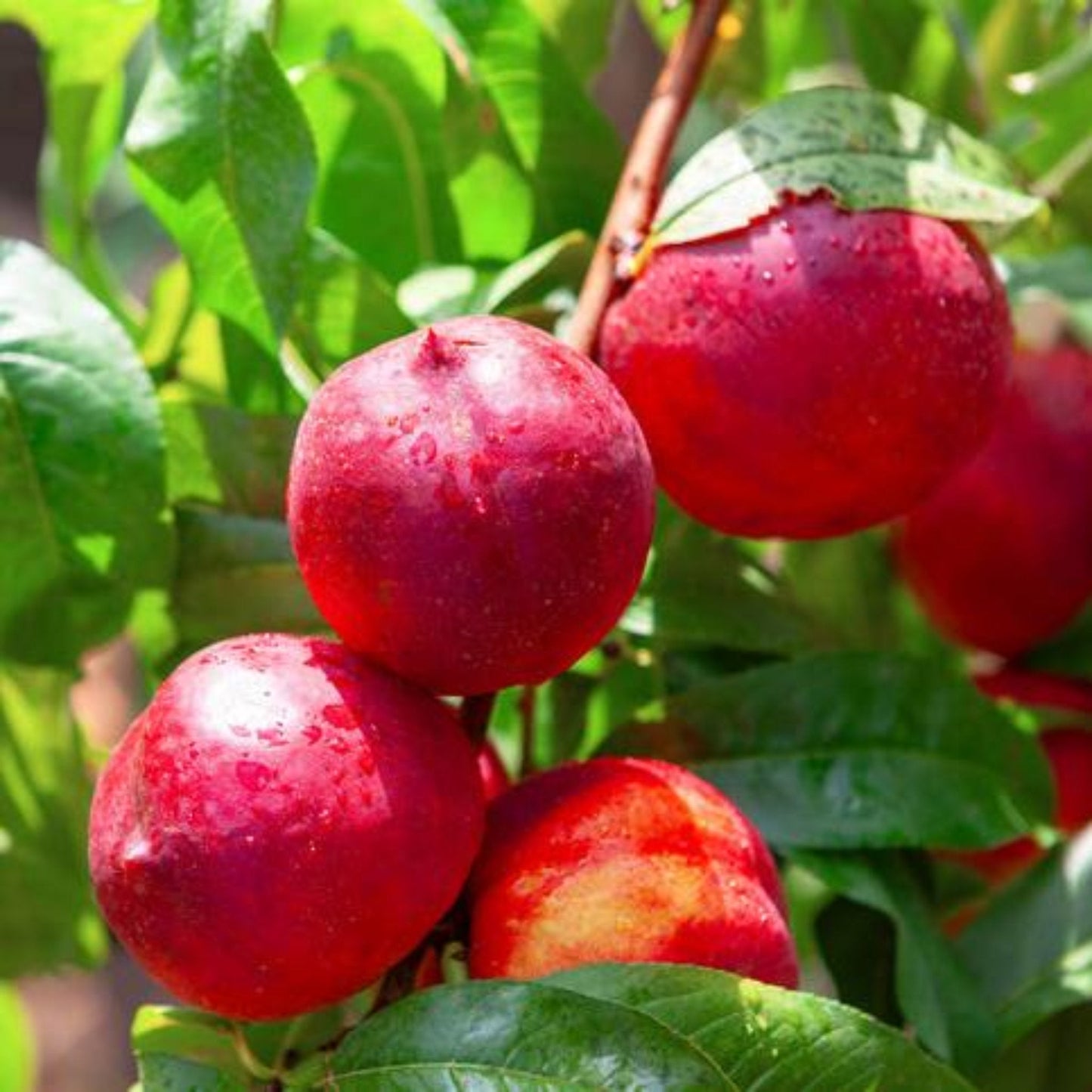 plant nectarine seed Hardired Nectarine Tree – Epic Gardening