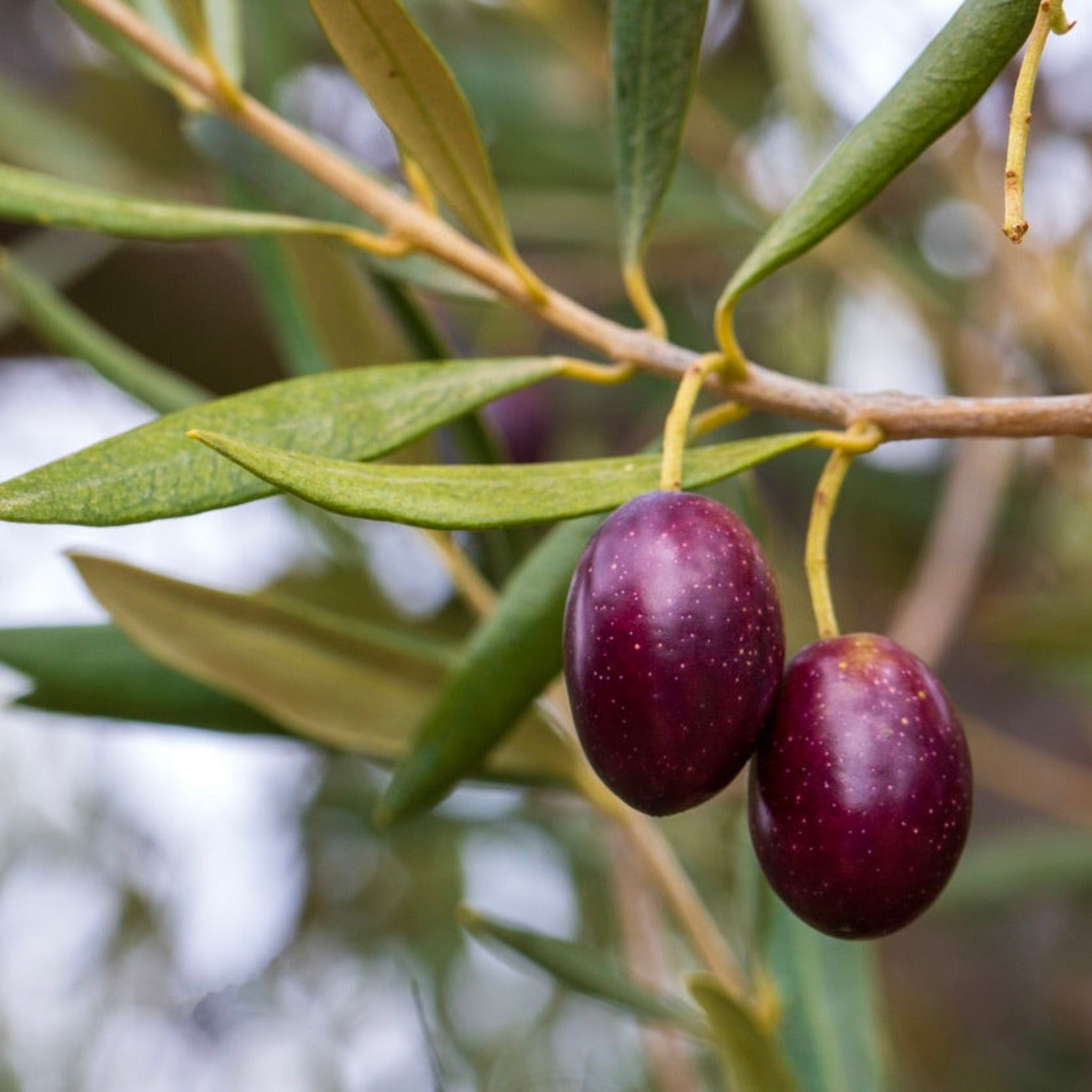 Epic Gardening Koroneiki Olive Tree