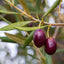 Koroneiki Olive Tree