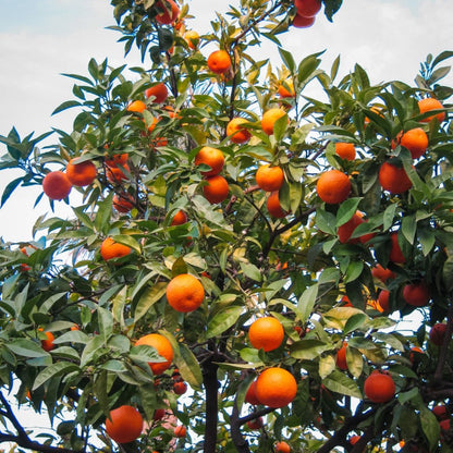 Cara Cara Orange Tree
