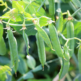 Iona Shelling Petite Pea Seeds