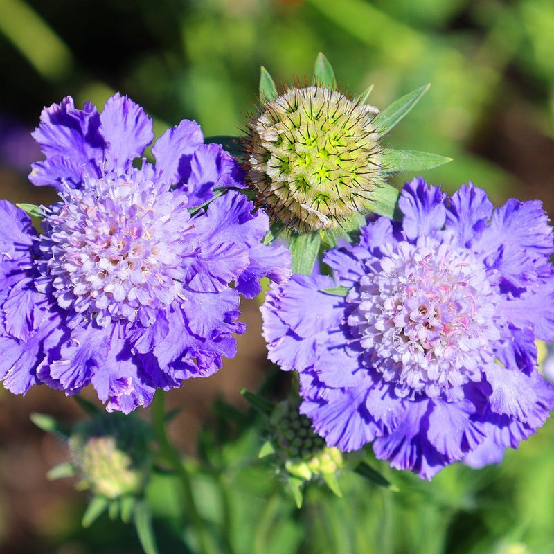 pincushion plant seeds Isaac House Blend Scabiosa Pincushion Flower Seeds – Epic Gardening