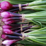 Italian Red of Florence Bunching/Scallion Onion Seeds