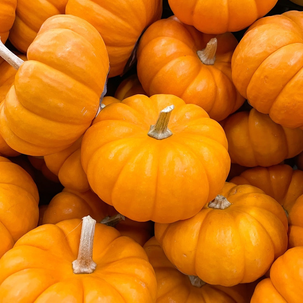 Jack Be Little Pumpkin Seeds