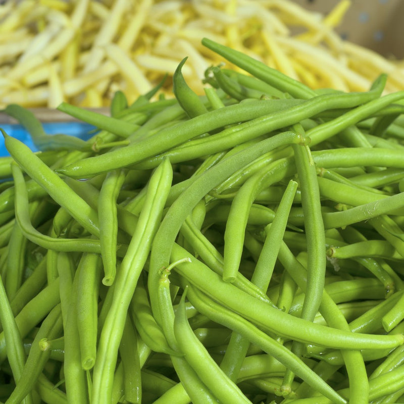 Jade Bush Bean Seeds