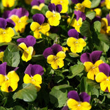 Johnny-Jump-Up Viola Seeds