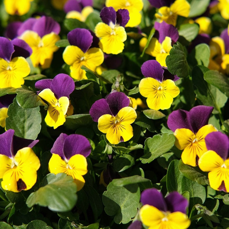 Johnny-Jump-Up Viola Seeds