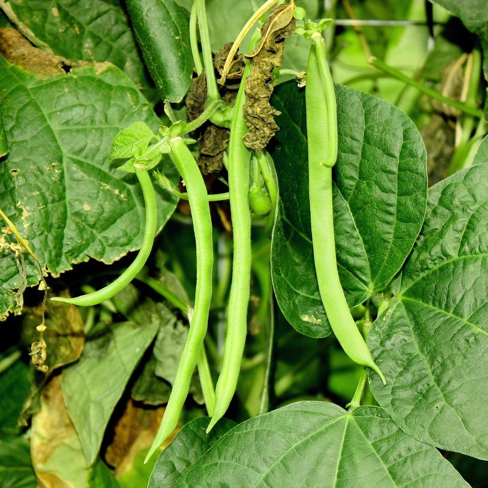 Botanical Interests Kentucky Wonder Pole Bean Seeds