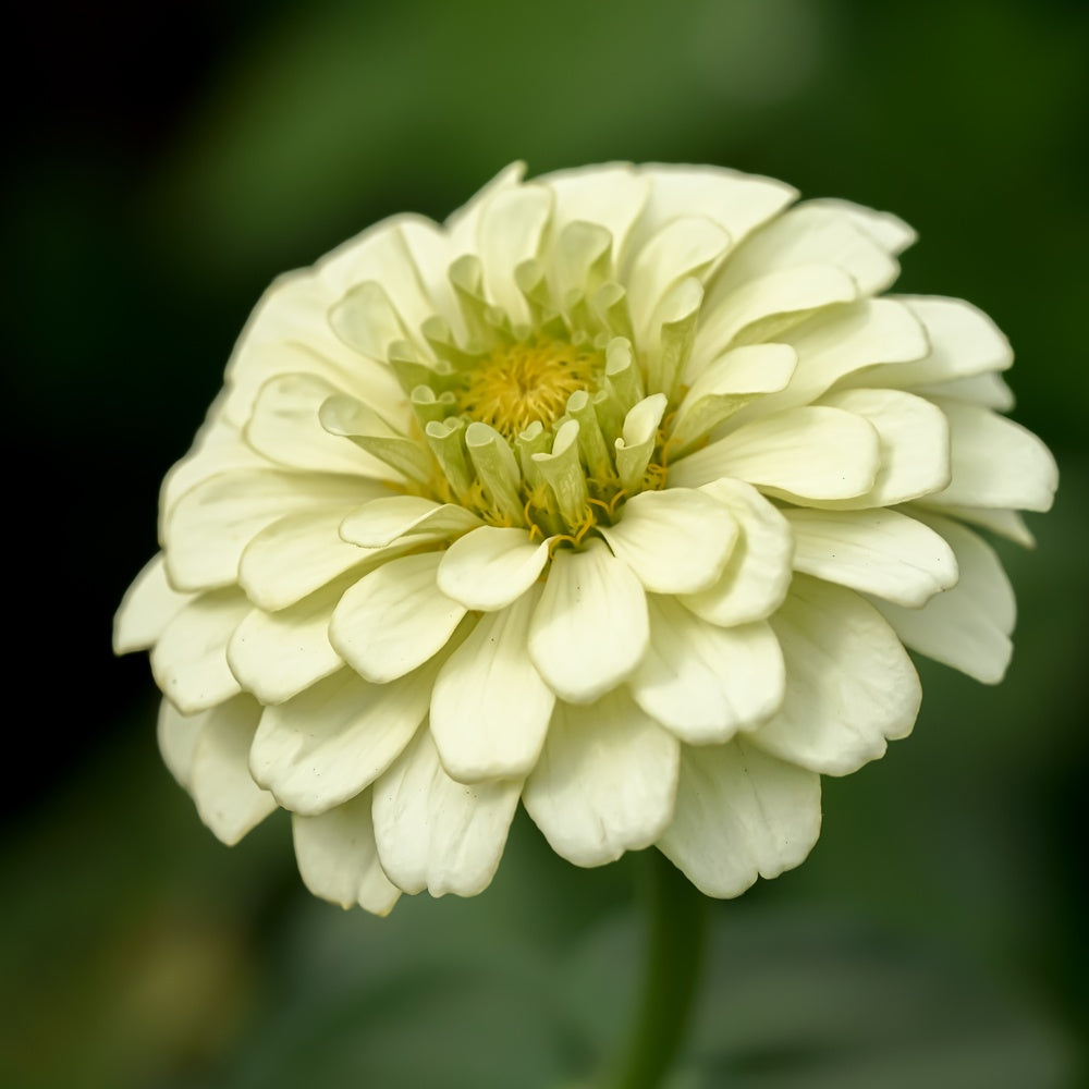 Key Lime Pie Blend Zinnia Seeds