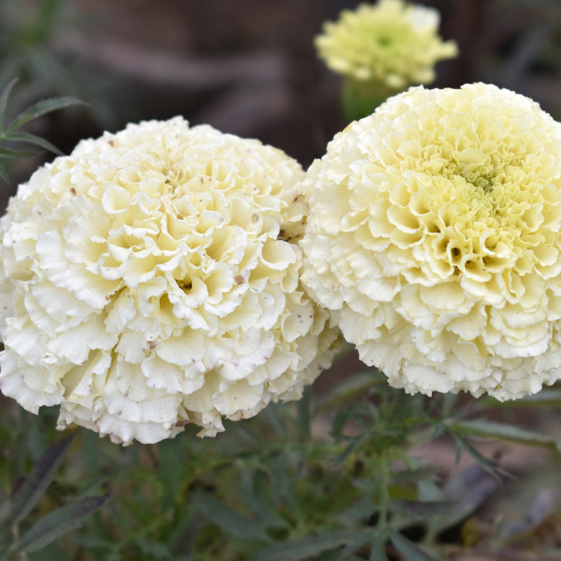 white marigold seeds for sale Kilimanjaro White African Marigold Seeds