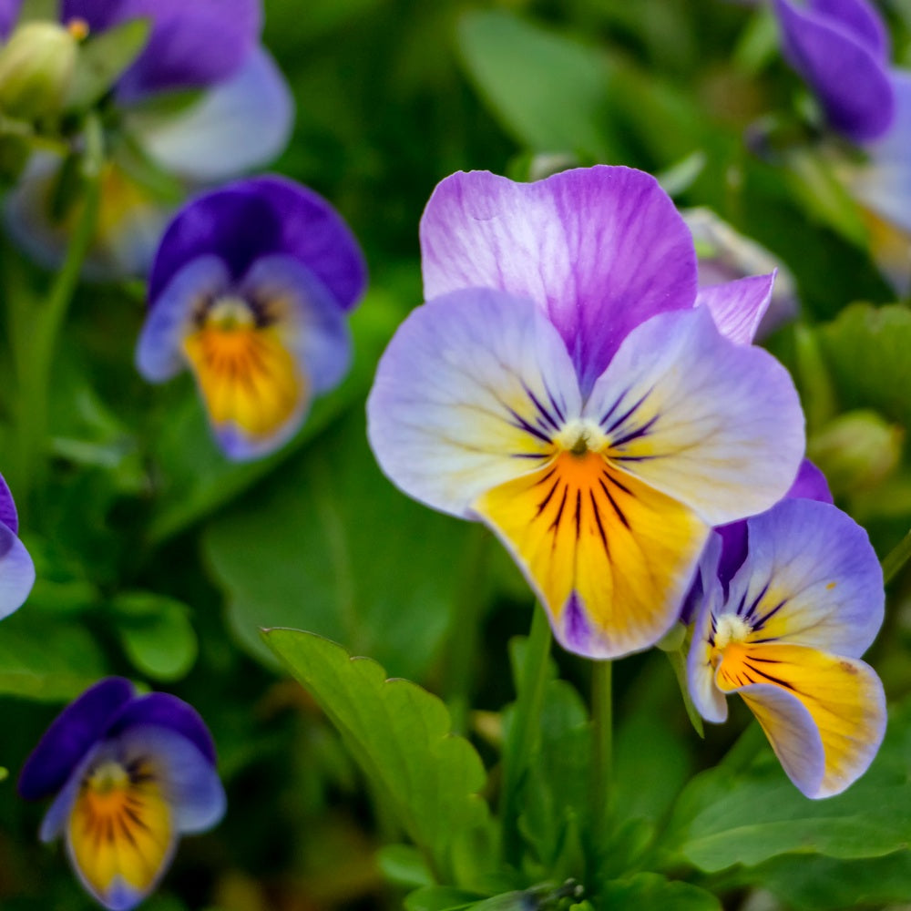 King Henry Viola Seeds – Epic Gardening