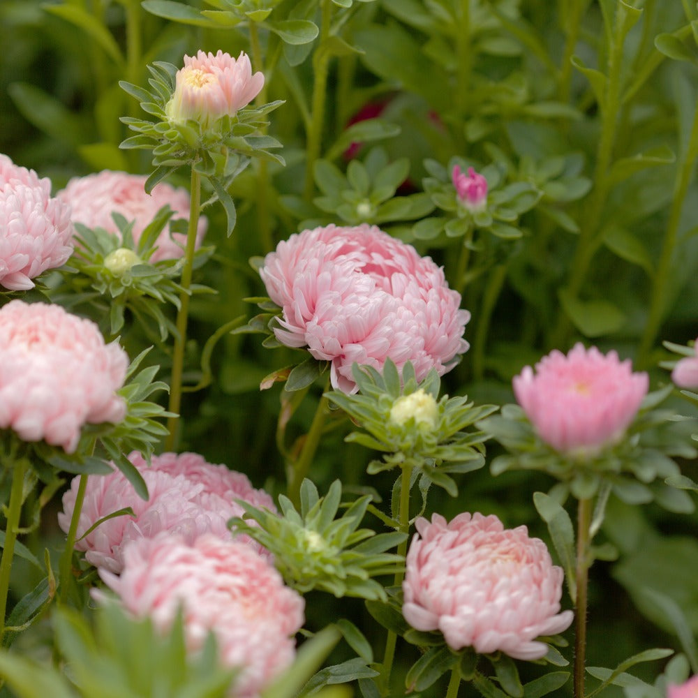 King Size Apricot Aster Seeds – Epic Gardening