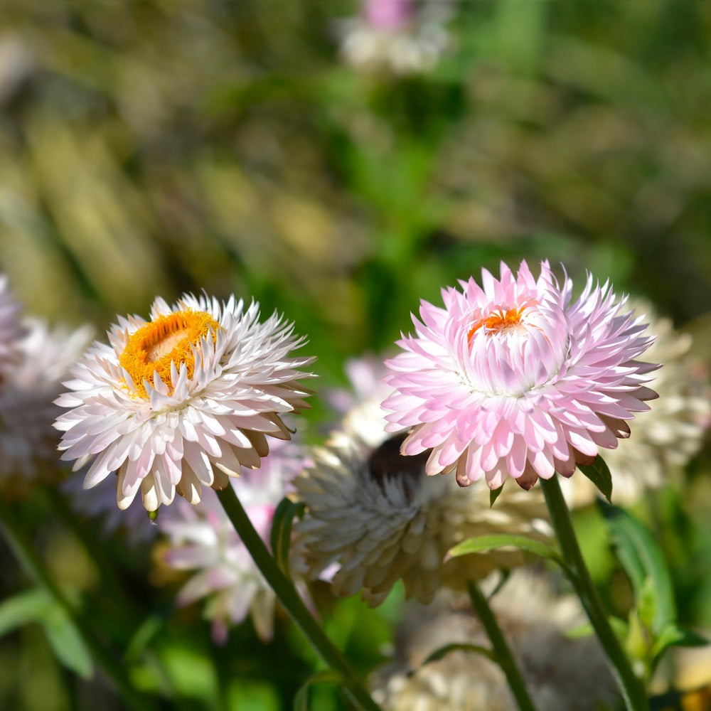King Size Silvery Rose Strawflower Seeds