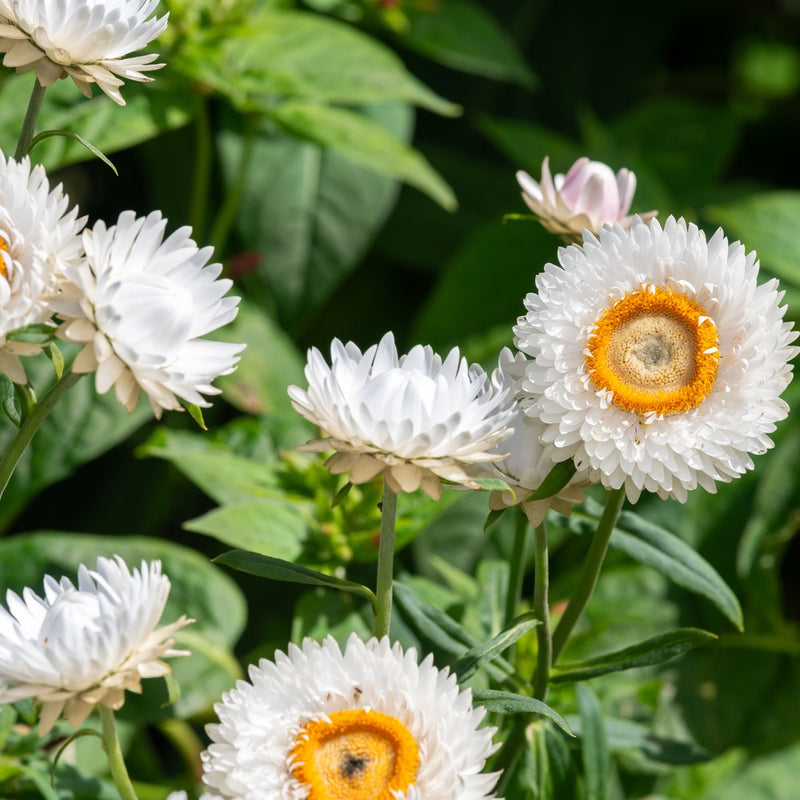 straw flower seed King Size Silvery White Strawflower Seeds