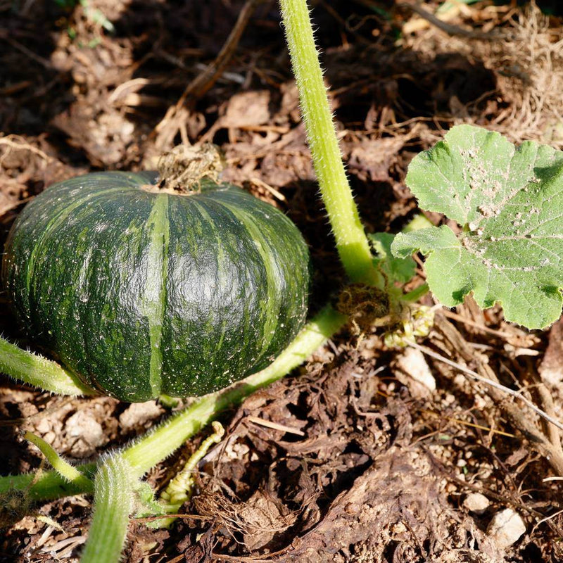 planting kabocha seeds Kurinishiki Kabocha Winter Squash Seeds