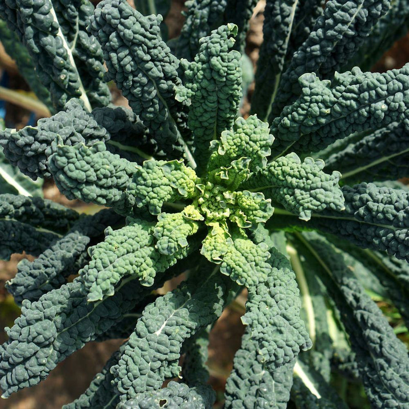 planting lacinato kale seeds Lacinato Dinosaur Kale Seeds