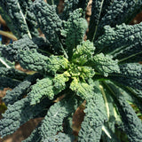 Lacinato Dinosaur Kale Seeds