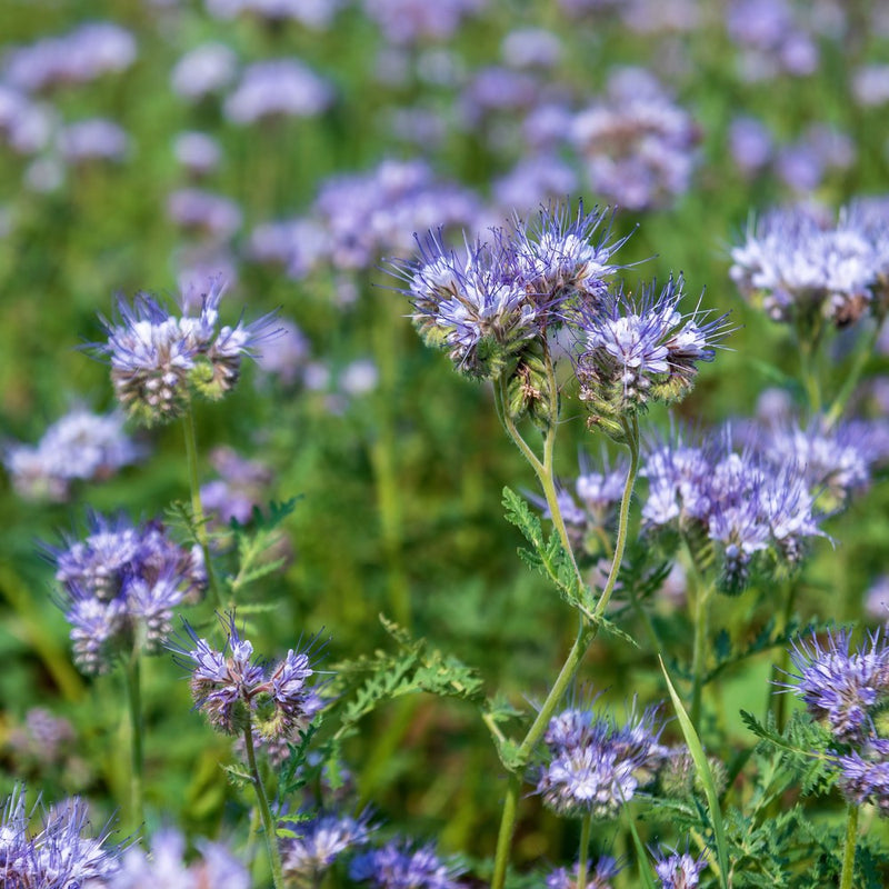 planting phacelia seeds Lacy Phacelia Cover Crop Seeds