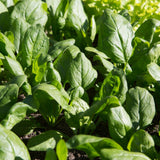 Lavewa Spinach Seeds