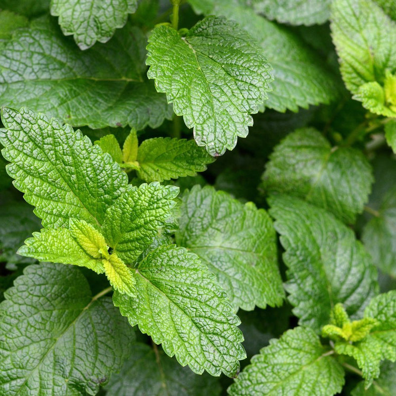 Lemon Balm Seeds