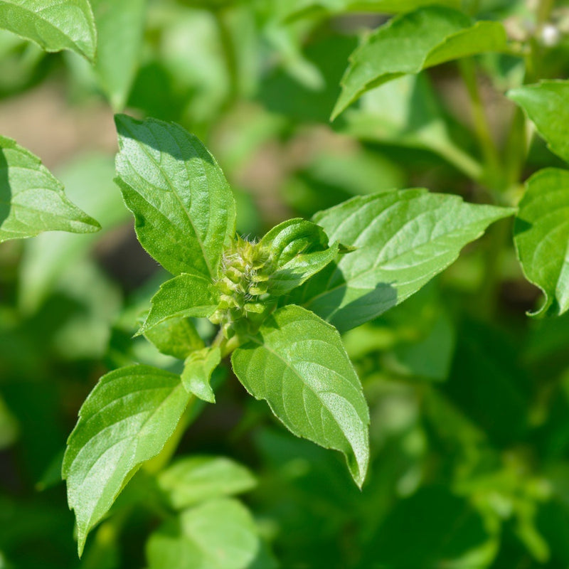 basil seeds from plant Lemon Basil Seeds – Epic Gardening
