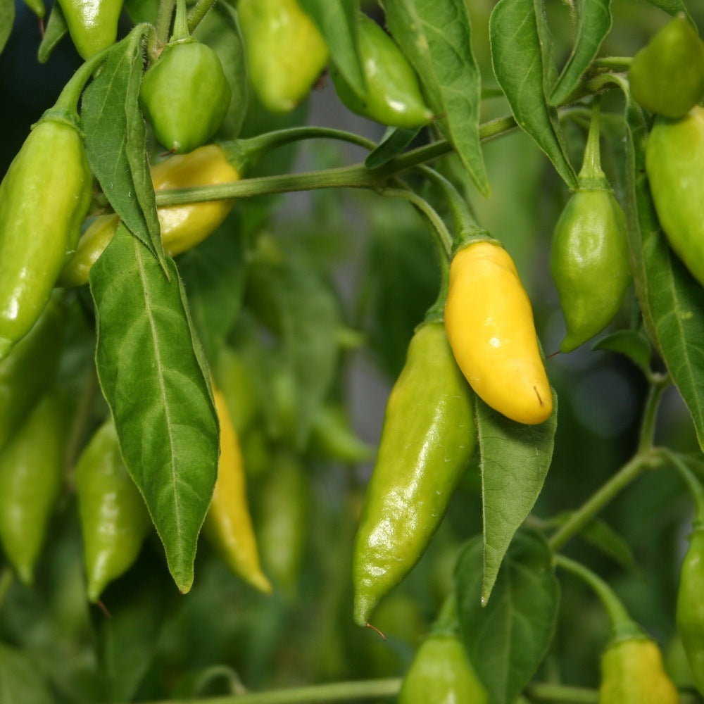 Lemon Drop Chile Pepper Seeds