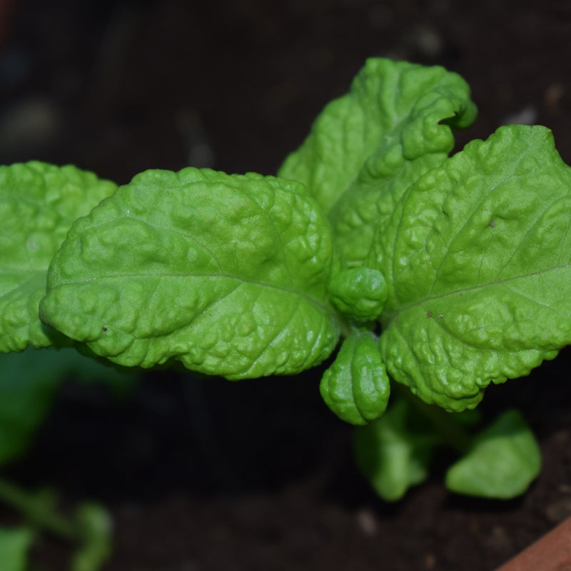 Lettuce Leaf Basil Seeds