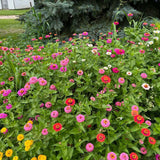 Lilliput Zinnia Seeds