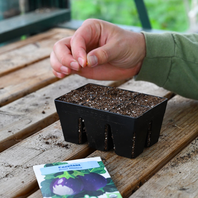 Little Italy (Level 2)