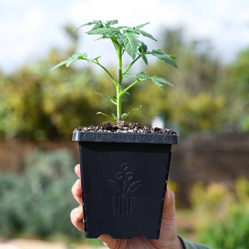 Little Italy (Level 2)