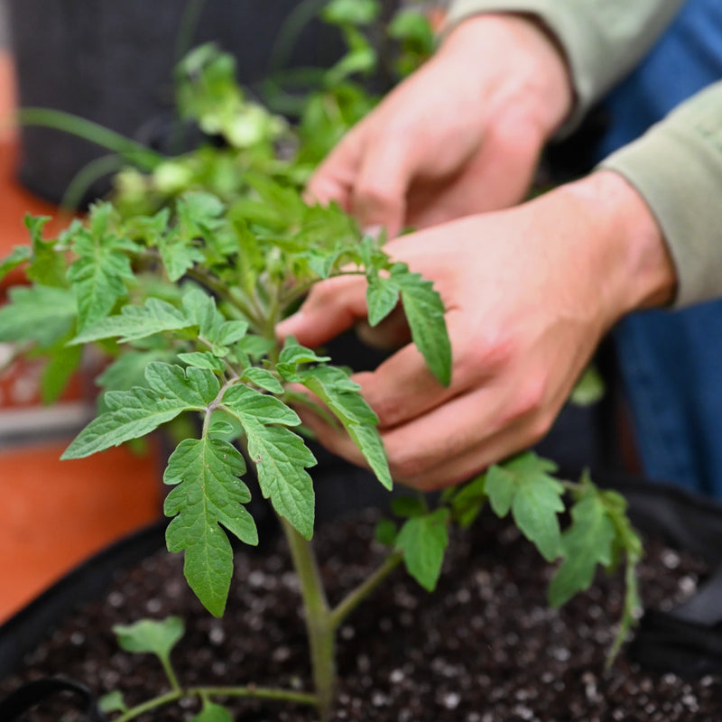 Little Italy (Level 2)